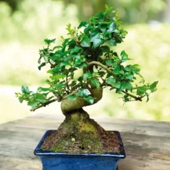 Bonsai Ligustrum