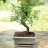 Bonsai Zanthoxylum S