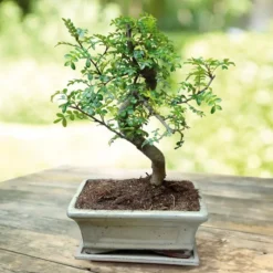 Bonsai Zanthoxylum S