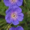 Geranium Rozanne Ooievaarsbek