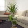Dracaena 70-90cm
