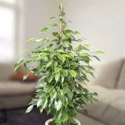Ficus Benjamina Anastasia 70 Cm
