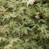 Acer Palmatum Butterfly 9 Cm Pot