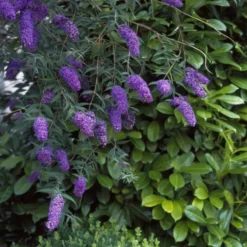 Buddleja Davidii Nanho Blue