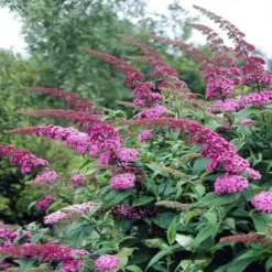Buddleja Davidii Pink Delight