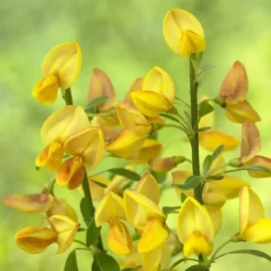 Cytisus Apricot Gem 13 Cm Pot Yellow