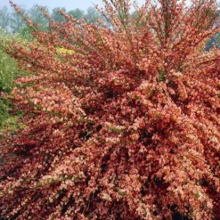 Cytisus Scoparius Zeelandia 13 Cm Pot