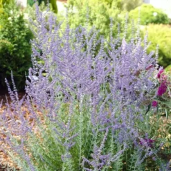 Perovskia Blue Spire