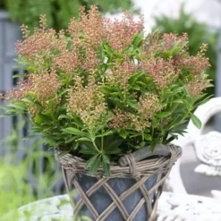 Pieris Japonica Debutante 17 Cm Pot