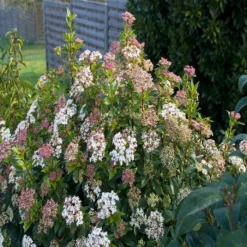 Viburnum Tinus 15 Cm Pot
