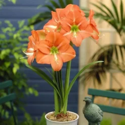 Amaryllis Nagano