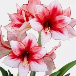 Hippeastrum Temptation 24/26