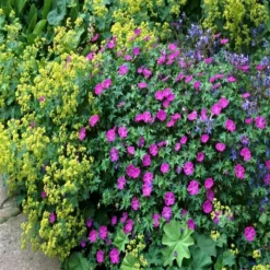 Geranium Sanguineum Max Frei 19 Cm Pot