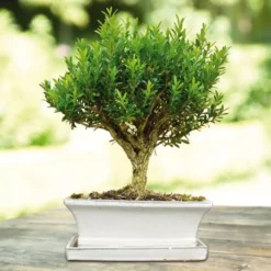 Bonsaï Buxus 15 Cm Pot