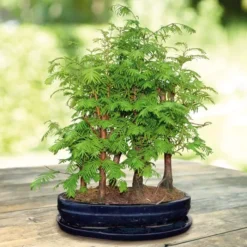 Bonsai Metasequoia Forest