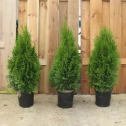 Thuja Occidentalis Smaragd Groot