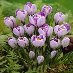 Crocussen Vernus Pickwick X 20