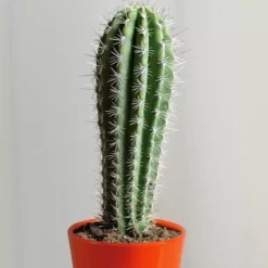 Cactus Pachycereus Pringlei