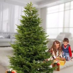 Abies Nordmanniana 100 Cm Pot 24 Cm