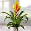 Vriesea Yellow Red 12cm Pot