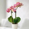 Tweekleurige Dwerg Phalaenopsis