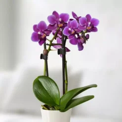 Paarse Dwerg Phalaenopsis