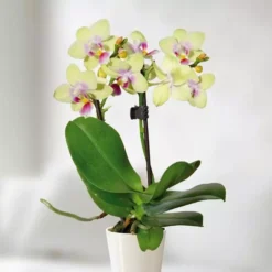 Gele Dwerg Phalaenopsis
