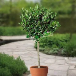 Olea Europea Op Stam 15cm Pot