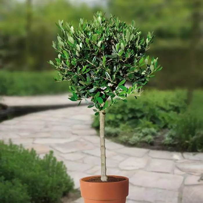 Olea Europea Op Stam 15cm Pot 1 Olea Europea Op Stam 15cm Pot