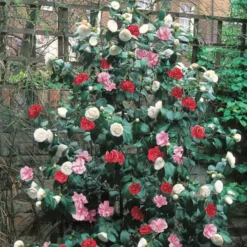 Camellia Driekleurig