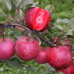 Appelboom Malus Domestica Baya Marisa