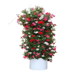 Dipladenia Collectie