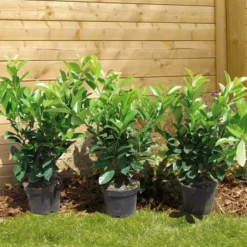 Prunus Laurocerasus Novita