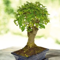 Bonsai Ligustrum Nitida Broom