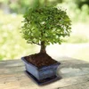 Bonsai Ulmus Parvifolia 15cm Pot 7jaar