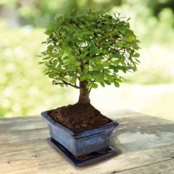 Bonsai Ulmus Parvifolia 15cm Pot 7jaar