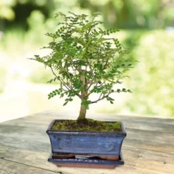 Bonsai Zanthoxylum Broom Style 7 Jaar