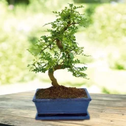 Bonsai Zanthoxylum S-vorm 20cm