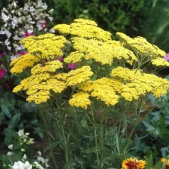 Cottage Tuin -Tuinplanten fd17160wh jpg