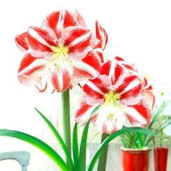 Amaryllis Clown