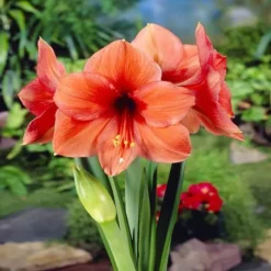 Hippestrum Amaryllis Desire