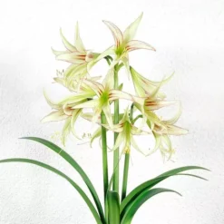 Amaryllis Emerald