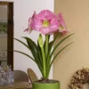 Amaryllis Roze