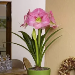 Amaryllis Roze