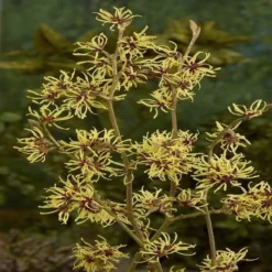 Hamamelis Intermedia Pallida