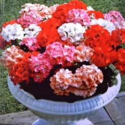 Geraniumzaad Magic Beauty