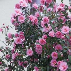 Camellia Japonica Pink P15