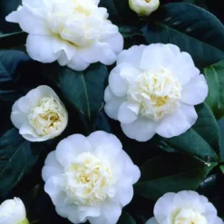Camellia Japonica White 15 Cm Pot