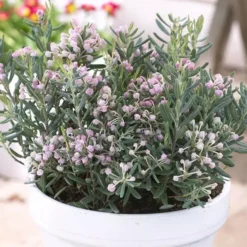 Andromeda Polifolia Blue Ice 15cm Pot