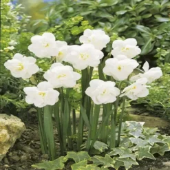 Narcissus Snow Ball 12/14 X 10